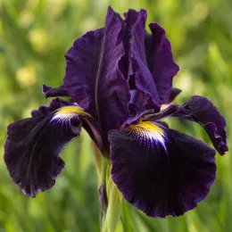 Iris nain 'Tropical night' (Iris sibirica) — gros plan sur fleur aux pétales pourpres · Photo d'illustration