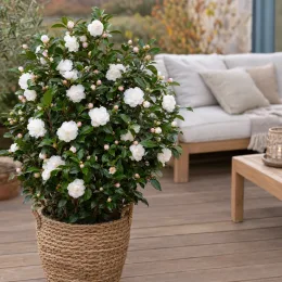 Camelia 'Early pearly' (Camelia sasanqua) — arbuste fleuri en pot sur terrasse aménagée · Photo d'illustration
