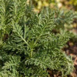 Achillée 'Cassis' (Achillea millefolium) — gros plan sur feuillage vert très découpé · Photo d'illustration