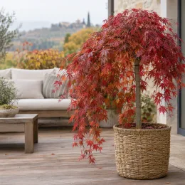 Érable du japon 'Cascade ruby' (Acer palmatum) — arbuste retombant en pot tressé sur terrasse