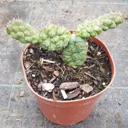 Oponce fragile (Opuntia fragilis) — petit cactus segmenté épineux en pot plastique · Godet