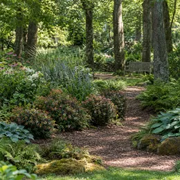 Abelia de chine 'Little richard' (Abelia zanderi) — massif arbustif fleuri le long d’un sentier forestier · Photo d'illustration