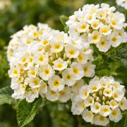 Lantanier 'Blanc' (Lantana sellowiana) — grappes de petites fleurs blanches et jaunes · Photo d'illustration