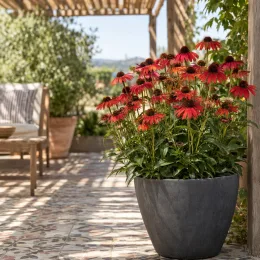 Échinacée 'Red' (Echinacea panama) — grande vivace rouge en pot sur terrasse · Photo d'illustration