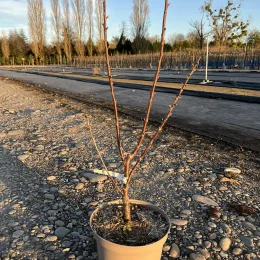 Merisier des oiseaux (Prunus avium) — jeune arbre en pot sur sol caillouteux de pépinière · Pot 7.5L