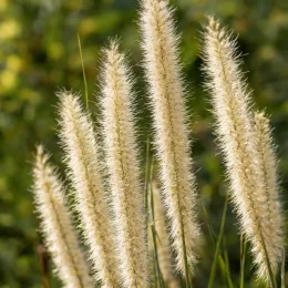 Herbe aux écouvillons (Pennisetum macrorum) — gros plan sur épis duveteux dressés · Photo d'illustration