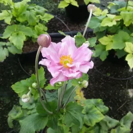 Anémone du japon rose 'Konigin charlotte' (Anemone) — fleur rose épanouie avec boutons et feuillage vert · Pot 3L