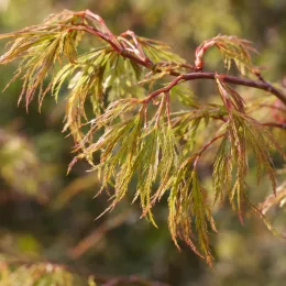 Érable du japon 'Scolopendrifolium' (Acer palmatum) — rameau avec feuillage finement découpé, gros plan · Photo d'illustration