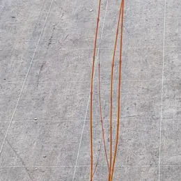 Arbre caramel (Cercidiphyllum japonicum) — jeunes tiges ligneuses dressées sur sol de pépinière · Godet