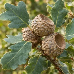 Chêne vélani 'Macrolepis' (Quercus ithaburensis) — glands vides entourés de cupules écailleuses · Photo d'illustration