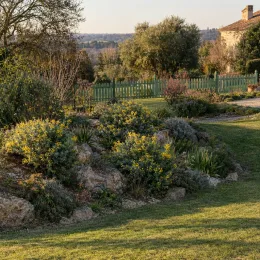 Coronilla (Coronilla glauca) — massifs arbustifs fleuris dans un grand jardin paysager · Photo d'illustration