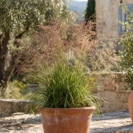 Eragrostis (Eragrostis spectabilis) — touffe de graminée vaporeuse en pot sur terrasse · Photo d'illustration