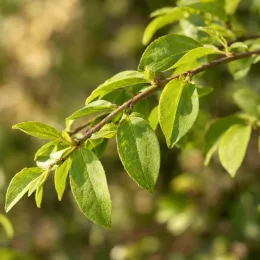 Seringat 'Manteau d'hermine' (Philadelphus) — gros plan sur une branche feuillue