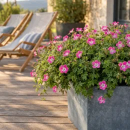 Pélargonium 'Anne' (Geranium) — plante fleurie rose en pot sur terrasse · Photo d'illustration