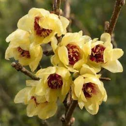 Arbre aux anémones (Calycanthus praecox) — grappe de fleurs jaunes et rouges sur branche