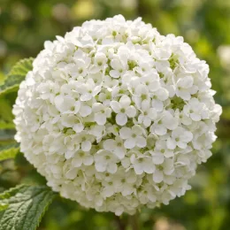 Viorne de chine 'First opening day' (Viburnum plicatum) — gros pompon sphérique de petites fleurs blanches · Photo d'illustration