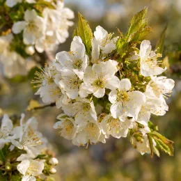 Cerisier 'Peloa' (Prunus avium) — grappes de fleurs blanches ouvertes sur branche · Photo d'illustration
