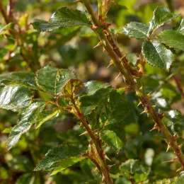 Rosier couvre-sol 'Fairy donkerrood' (Rosa) — rameaux épineux avec feuillage vert luisant · Photo d'illustration