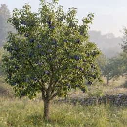 Prunier 'Santa clara' (Prunus domestica) — arbre fruitier isolé couvert de fruits violets · Photo d'illustration