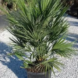 Palmier nain (Chamaerops humilis) — grand plant à feuilles palmées vertes en pot · Pot 15L