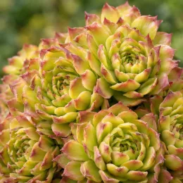 Joubarbe lemon waves 'Chick charms lemon waves' (Sempervivum) — rosettes succulentes vertes bordées de pointes rouges · Photo d'illustration
