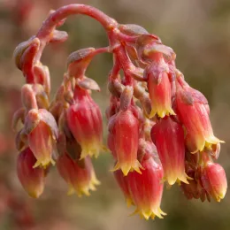 Succulente 'Maruba benitsukasa' (Echeveria nodulosa) — grappes de fleurs tubulaires rouges à bouts jaunes · Photo d'illustration