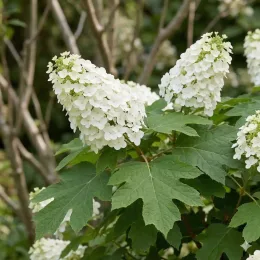 Hydrangea à feuilles de chêne 'Tara' (Hydrangea quercifolia) — grappes de fleurs blanches au-dessus de grandes feuilles lobées