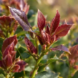 Houx arbustif 'Hach1' (Ilex × meserveae) — jeunes feuilles rougeâtres luisantes sur rameaux verts