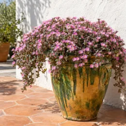 Succulente pour l'intérieur et l'extérieur (Oscularia deltoides) — plante retombante en fleurs roses dans grand pot · Photo d'illustration