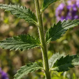 Verveine (Verbena venosa) — tige dressée avec feuilles dentées, fleurs floues derrière · Photo d'illustration
