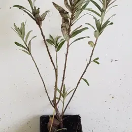 Argousier 'Friesdorfer orange ⚥' (Hippophae rhamnoides) — jeune plant ramifié aux feuilles étroites en pot · Godet
