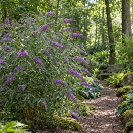 Buddleja (Buddleja davidii) — grand arbuste aux fleurs mauves près d’un sentier