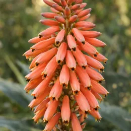 Aloes arborescente 'Hercules' (Aloe barberae) — grappe dense de fleurs tubulaires orange en gros plan