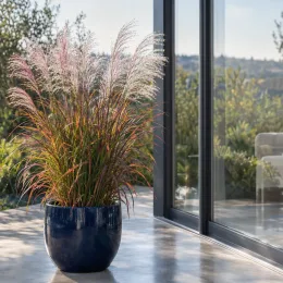 Roseau de chine 'Purpurascens' (Miscanthus sinensis) — grande graminée en pot bleu près d’une fenêtre