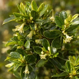 Chèvrefeuille nain 'Garden clouds green breeze' (Lonicera nitida) — feuillage dense avec petites fleurs crème tubulaires · Photo d'illustration