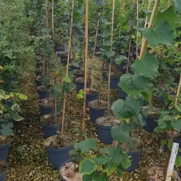 Tilleul cordé — rangées de jeunes arbres en conteneurs alignés · Pot 8L Baliveau