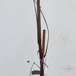 Noyer blanc d'amérique (Carya ovata) — jeune tige ligneuse tuteurée avec liens plastiques · Pot 3L Baliveau