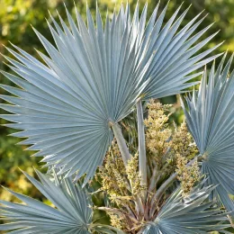Palmier bleu du mexique (Brahea armata) — grandes palmes en éventail avec inflorescences claires · Photo d'illustration