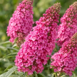 Buddleia 'Butterfly candy little pink' (Buddleja davidii) — gros plan sur grappes de fleurs roses