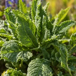Sauge des bois 'New dimension blue' (Salvia nemorosa) — gros plan sur feuillage vert gaufré · Photo d'illustration