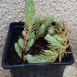 Sedum 'Blue spruce' (Sedum reflexum) — tiges dressées et retombantes dans un pot noir · Godet