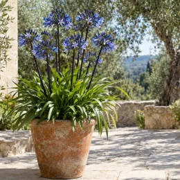 Agapanthe 'Graphite blue' (Agapanthus) — plante en pot avec hautes fleurs bleues · Photo d'illustration