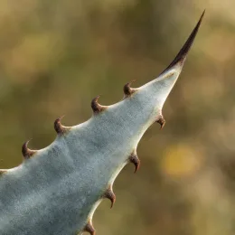 Agave du chihuahua 'Pale blue' (Agave lechuguilla) — gros plan sur feuille épaisse aux épines brunes · Photo d'illustration