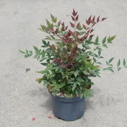 Bambou sacré 'Obsession seika' (Nandina domestica) — jeune arbuste au feuillage vert et rouge · Pot 3L