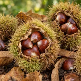 Châtaignier 'Precoce de vans' (Castanea sativa) — bogues ouvertes laissant voir des fruits brillants · Photo d'illustration