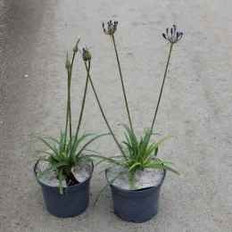 Agapanthe 'Brilliant blue' (Agapanthus) — deux jeunes plants en pot avec hampes florales · Pot 3L