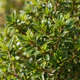 Azalée japonaise 'Steren whitekowhite' (Azalea japonica) — gros plan sur feuillage vert brillant dense · Photo d'illustration