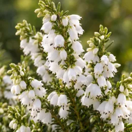 Bruyère d'hiver blanche 'Silbershmelze' (Erica × darleyensis) — grappes de petites clochettes blanches sur feuillage vert · Photo d'illustration
