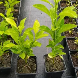 Bigarade 'Australian' (Citrus aurantium) — jeunes plants feuillus en petits godets alignés · Godet