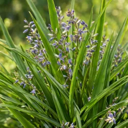 Dianella 'Little rev' (Dianella caerulea) — touffe dense de longues feuilles vertes et fleurs violettes · Photo d'illustration